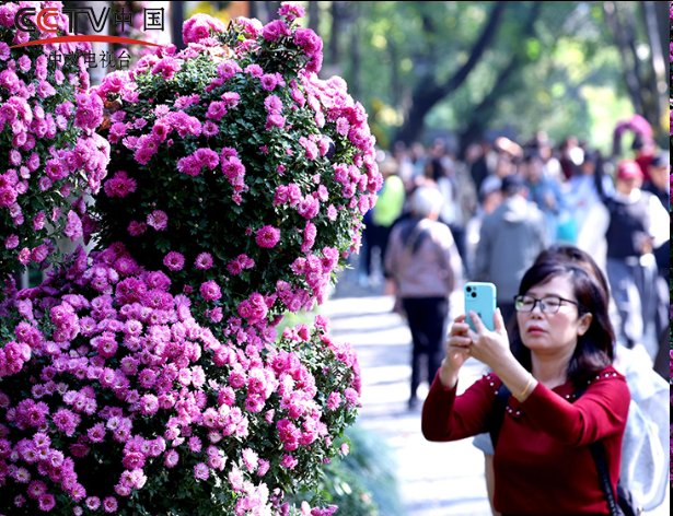 浙江杭州：菊花盛开游客来