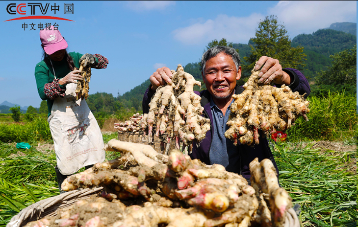 重庆：采挖富锶生姜