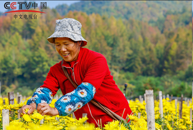 安徽歙县：采摘金丝皇菊