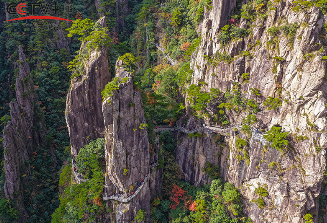 安徽黄山：峰林尽染秋意浓